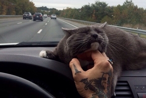 Кот лучший друг человека