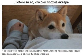 За что мы любим собак
