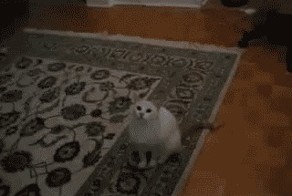 Бракованные коты