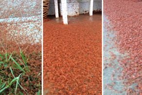 Красные крабы атаковали Остров Рождества