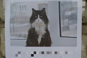 Очень умный кот