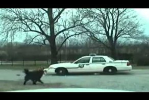 Собаки vs Полиция