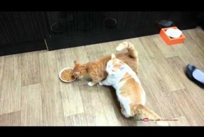 Этот кот явно не любит делиться едой