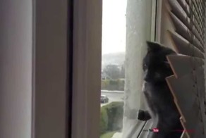 Котёнок увидел снег первый раз