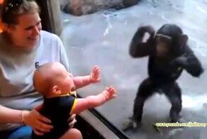 Обезьяна очень хочет к малышу!