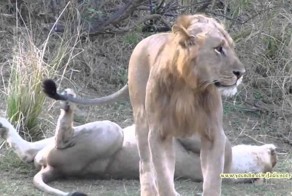 Как львы делают это