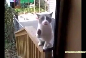 Кот усердно пытается что то сказать