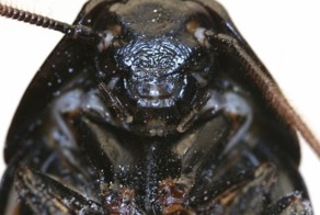 Зоопарк предлагает купить таракана в честь неверного любовника