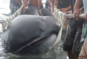 Филиппинские рыбаки выловили редкую пелагическую большеротую акулу