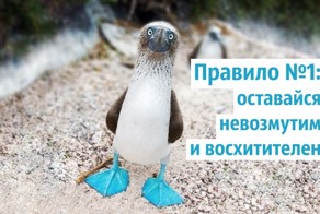 Правила жизни голубоногих олуш