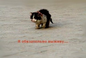 Люди, не проходите мимо «бездомышей»!
