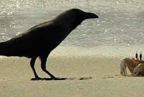 Краб против ворона