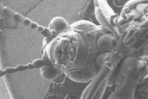 Нанокостюм для насекомых