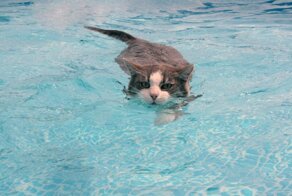 35 котов, которые не боятся воды