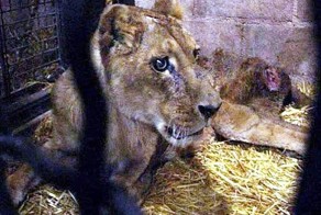 Содержание львицы в ужасных условиях