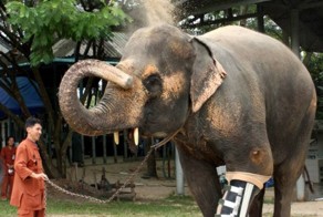 Протезы для слона