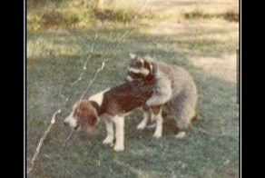 жил-был пёс