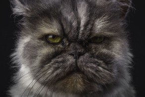 Замечательные фотографии, которые вызывают улыбку и восторг