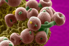 Работы конкурса макрофотографии 