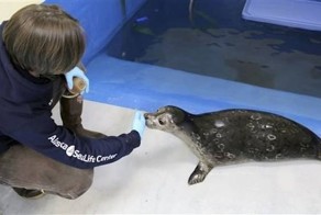 На Аляске спасли слепого детеныша морского котика
