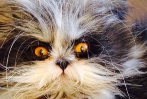 Мяу или гав? 