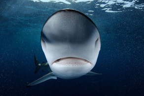 Прикол картинка