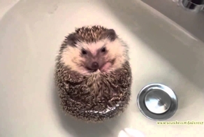 На что способен Ёжик?