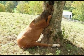 Немного хорошего настроения