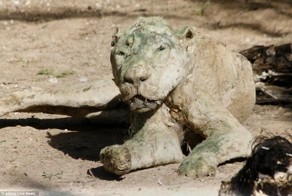 Что будет, если на долгое время оставить зоопарк без присмотра