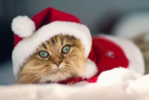 Бугагашеньки