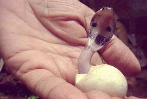 Мужик сказал, что нашел первую фотографию своей жены из роддома!