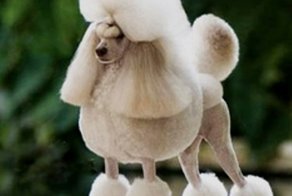 Пудель шалун 