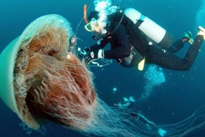 Гигантская медуза замечена в море