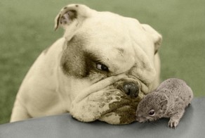 Братья меньшие