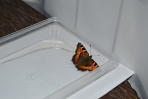 Чудо чудное