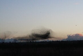 «Танец скворцов» — зрелищный феномен