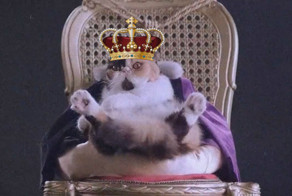 Лучшие видео приколы 2015 года