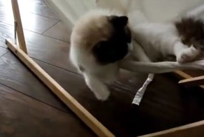 Кот против гамака