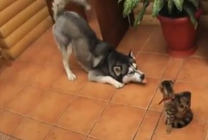 Собаки пытаются дружить с кошками