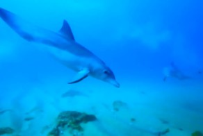 Дельфины употребляют наркотики