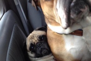 Смешные картинки