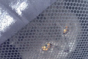 Породистого кота в сумке переноске отнесли в лес умирать