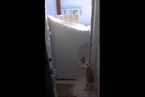 Кот против полутораметрового сугроба