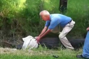 Голодный аллигатор чуть не съел герпетолога 