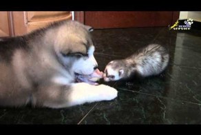 Голодный хорёк атакует маламута