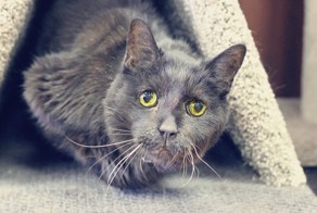 Уникальный кот