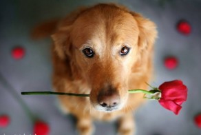 50 поразительных фактов о собаках