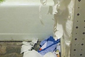 Коты против туалетной бумаги