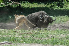 Для любви нет преград