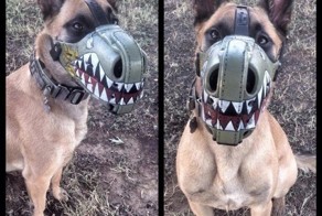 Такие разные собаки